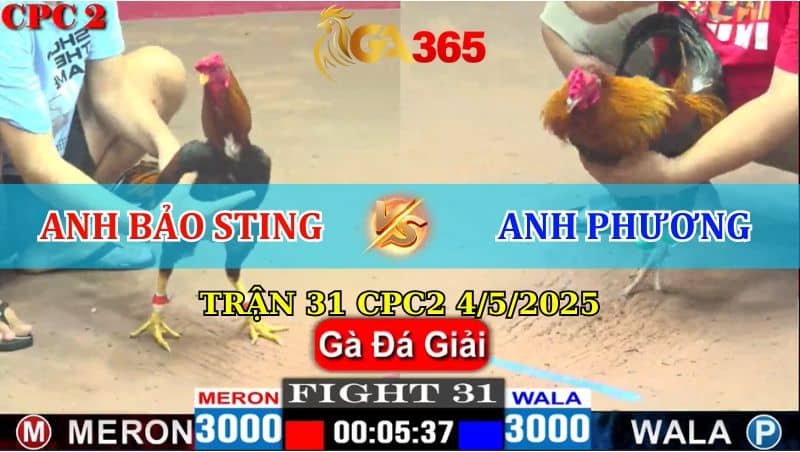 TRẬN 31 CPC2 4/5/2025