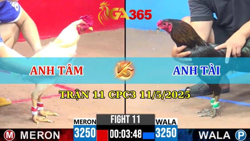 Trận11 CPC3 11/5/2025