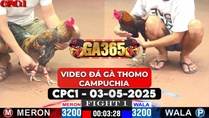 Video Đá Gà Thomo Campuchia Tại CPC1 Ngày 3/5/2025