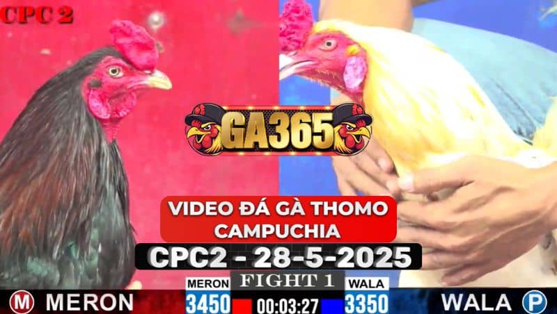Video Đá Gà Thomo Campuchia Tại CPC2 Ngày 28/5/2025