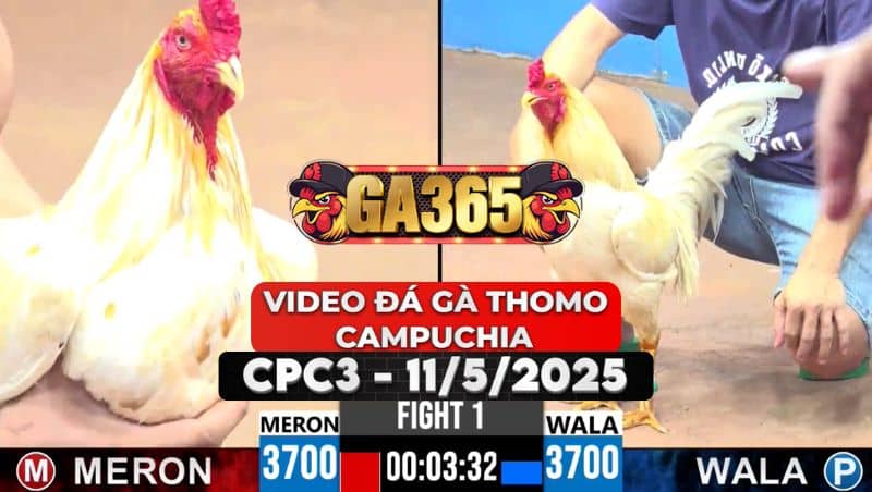 Video Đá Gà Thomo Campuchia Tại CPC3 Ngày 11/5/2025