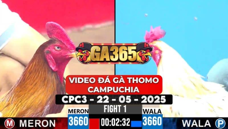 Video Đá Gà Thomo Campuchia Tại CPC3 Ngày 22/5/2025