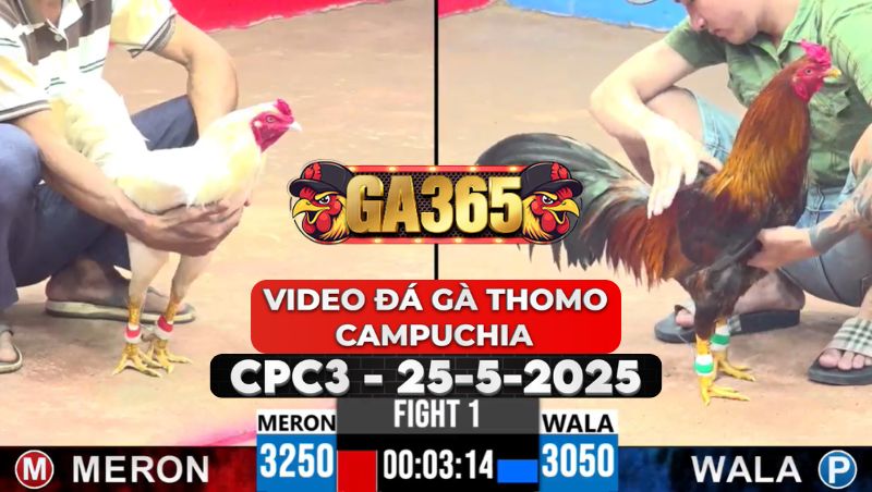 Video Đá Gà Thomo Campuchia Tại CPC3 Ngày 25/5/2025