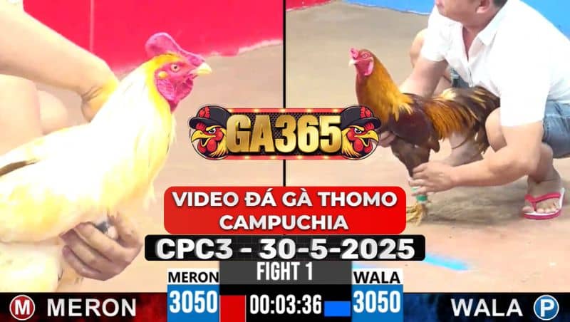 Video Đá Gà Thomo Campuchia Tại CPC3 Ngày 30/5/2025