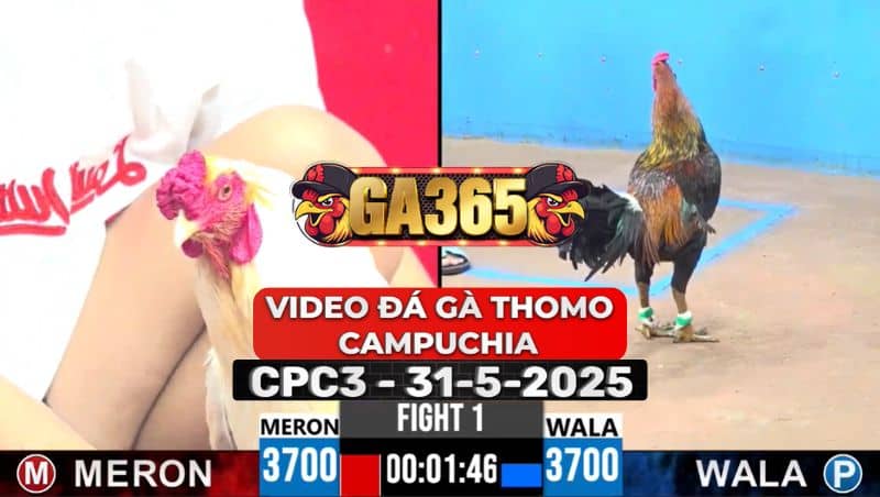 Video Đá Gà Thomo Campuchia Tại CPC3 Ngày 31/5/2025