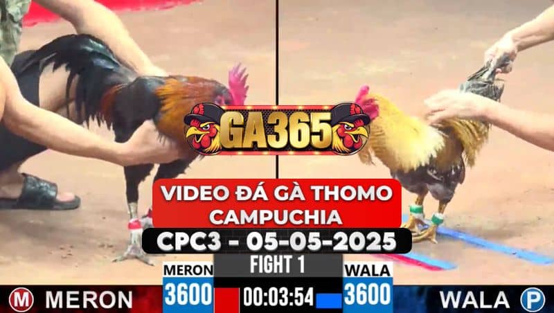 Video Đá Gà Thomo Campuchia Tại CPC3 Ngày 5/5/2025