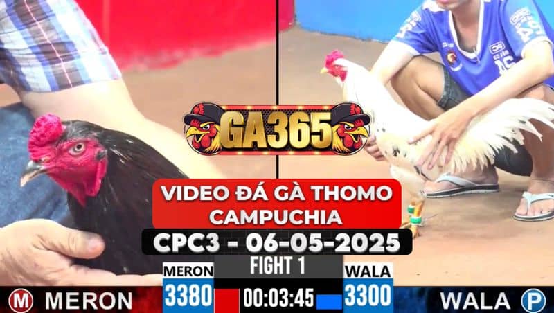 Video Đá Gà Thomo Campuchia Tại CPC3 Ngày 6/5/2025