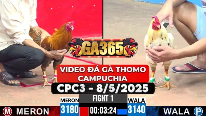 Video Đá Gà Thomo Campuchia Tại CPC3 Ngày 8/5/2025