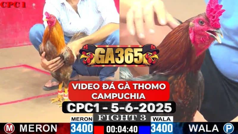 Video Đá Gà Thomo Campuchia Tại CPC1 Ngày 5/6/2025