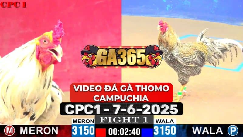 Video Đá Gà Thomo Campuchia Tại CPC1 Ngày 7/6/2025