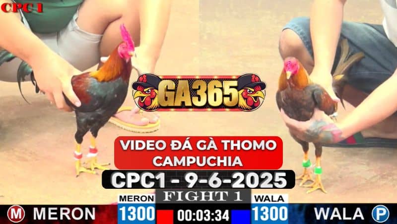 Video Đá Gà Thomo Campuchia Tại CPC1 Ngày 9/6/2025