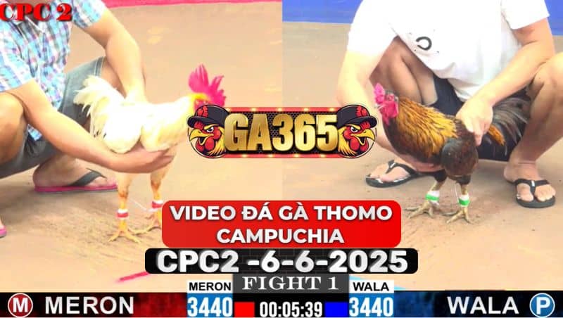 Video Đá Gà Thomo Campuchia Tại CPC2 Ngày 6/6/2025