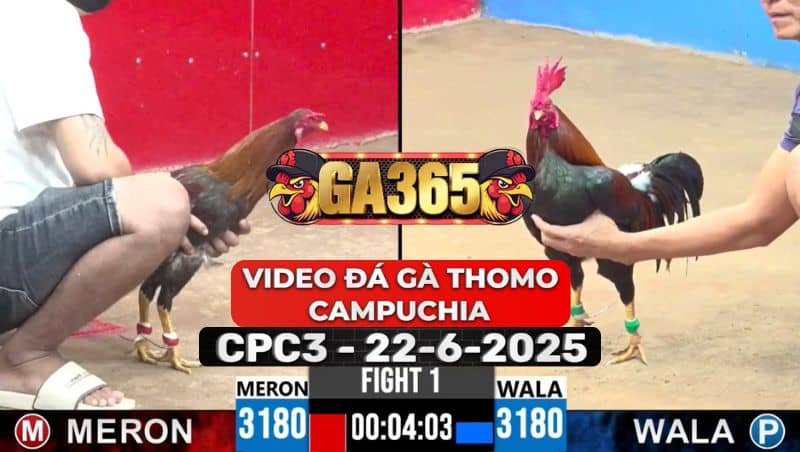 Video Đá Gà Thomo Campuchia Tại CPC3 Ngày 22/6/2025