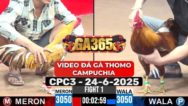 Video Đá Gà Thomo Campuchia Tại CPC3 Ngày 24/6/2025