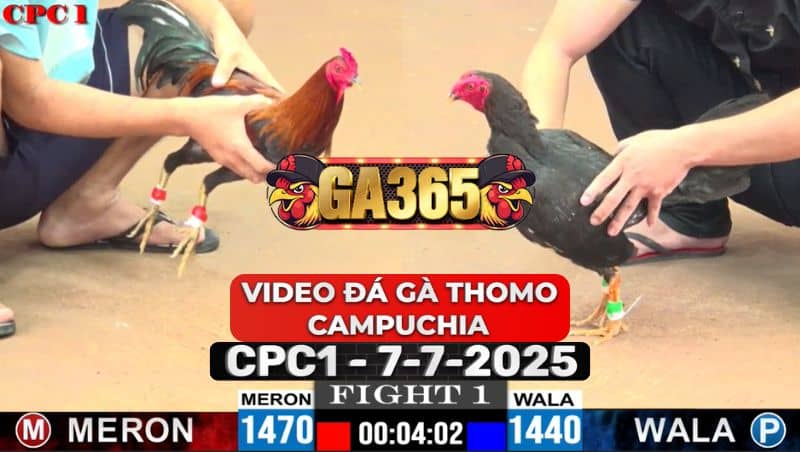 Video Đá Gà Thomo Campuchia Tại CPC1 Ngày 7/7/2025