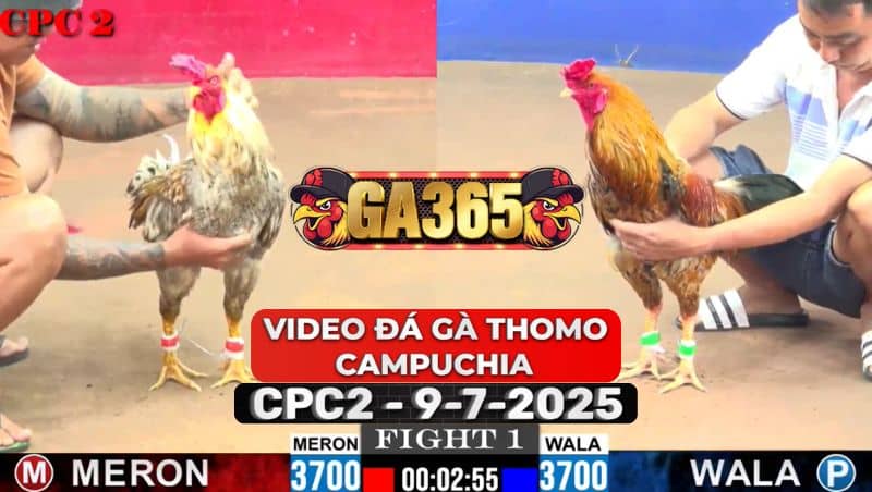 Video Đá Gà Thomo Campuchia Tại CPC2 Ngày 9/7/2025