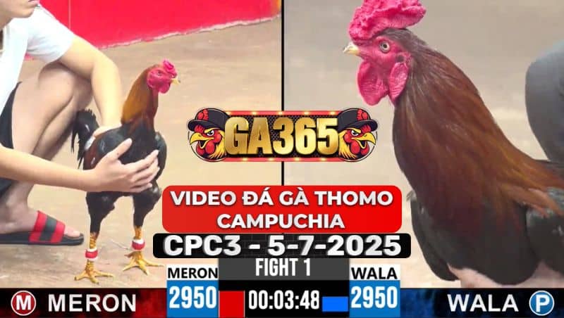Video Đá Gà Thomo Campuchia Tại CPC3 Ngày 5/7/2025