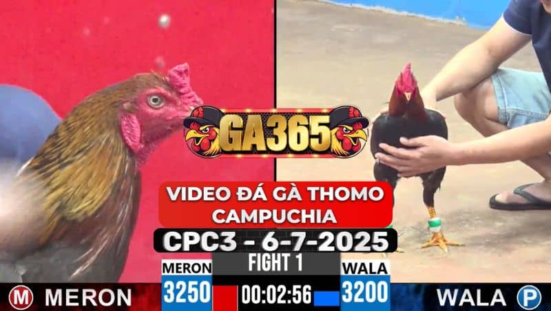 Video Đá Gà Thomo Campuchia Tại CPC3 Ngày 6/7/2025